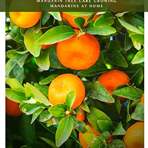 Mandarin Tree: Mandarin Tree Care Growing Mandarins At Home